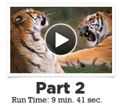 webinar-vid-img-Sumida-02 webinar vid img Sumida 02 Anatomy of a Fight with Dr. Stuart Sumida