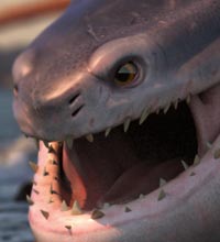 Creature Locomotion - Animation Mentor
