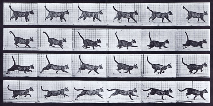 Muybridge Cat walk