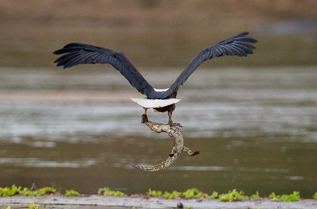 eagle prey