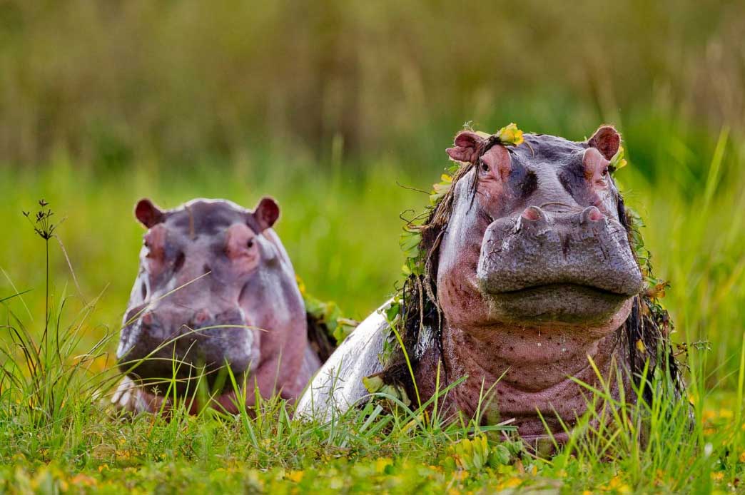 hippos