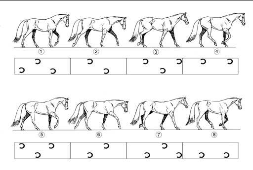 horse gait spacing
