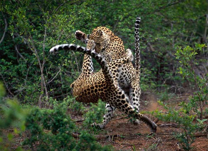 leopard fight