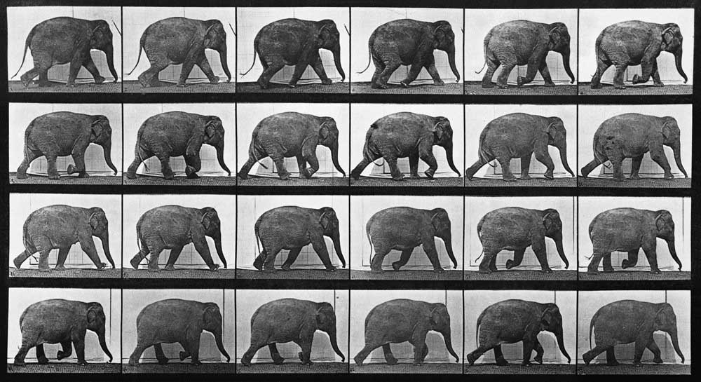 muybridge elephant walk