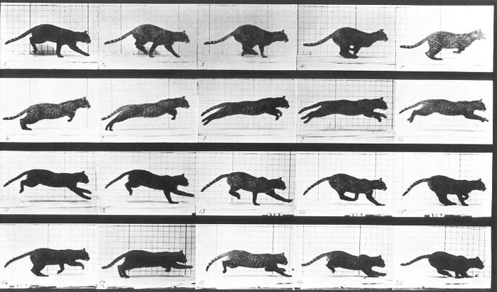 muybridge domestic cat run